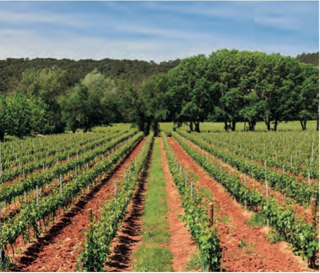 Chateaux St Martin Wineyards