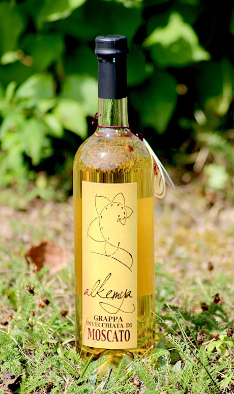 Flasche Grappa Invecchiata di Moscato von Bordiga, goldene Farbe, mit schwarzem Verschluss, auf Gras mit grünen Blättern im Hintergrund.