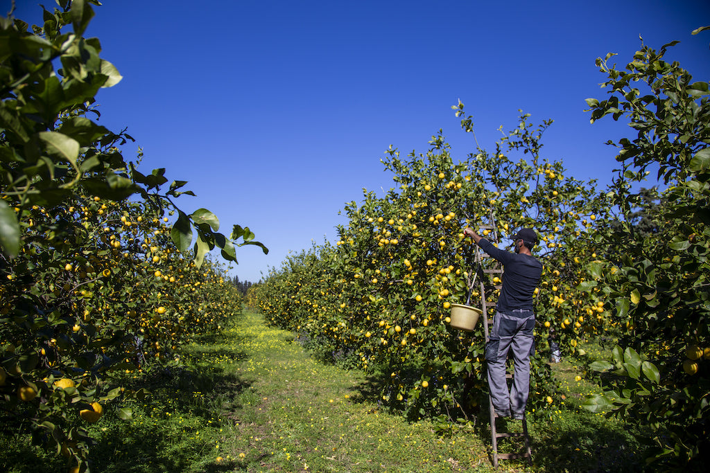 Valter Mazzarella_Limoncello_Ernte